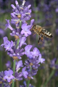 Echter Lavendel (Lavandula angustifolia) 